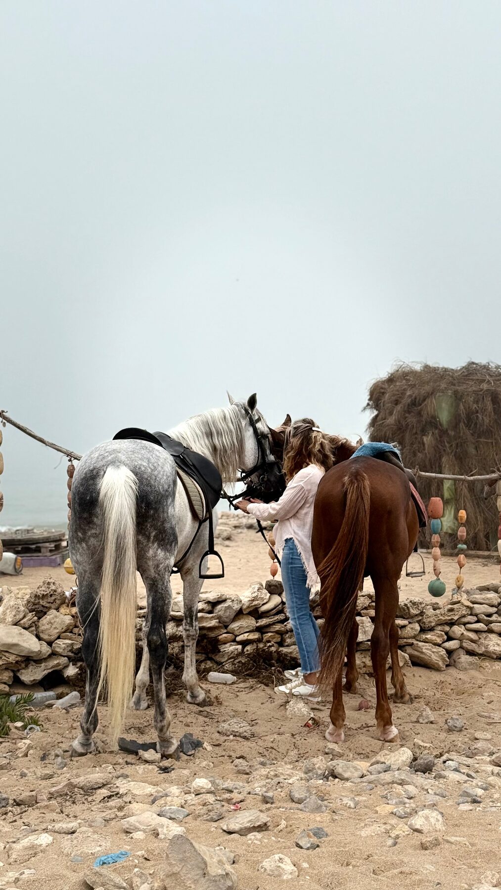 Horses resting at a nomad's home by the ocean